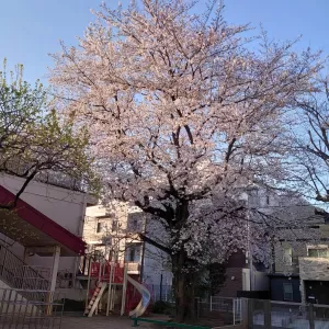 桜が見頃になっていますのサムネイル